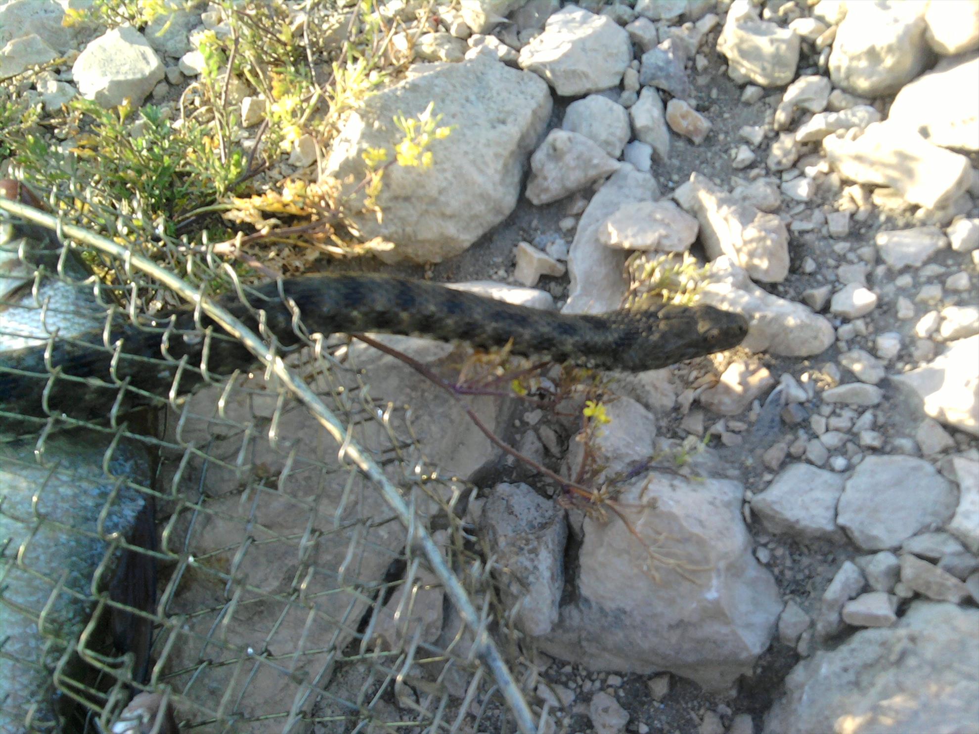 Dunare Harsova - fotografie313.jpg